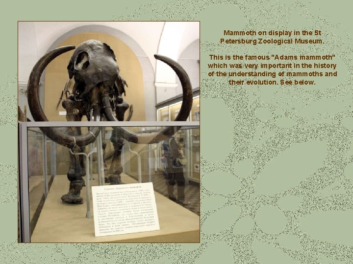 Mammoth on display in the St Petersburg Zoological Museum. This is the famous "Adams