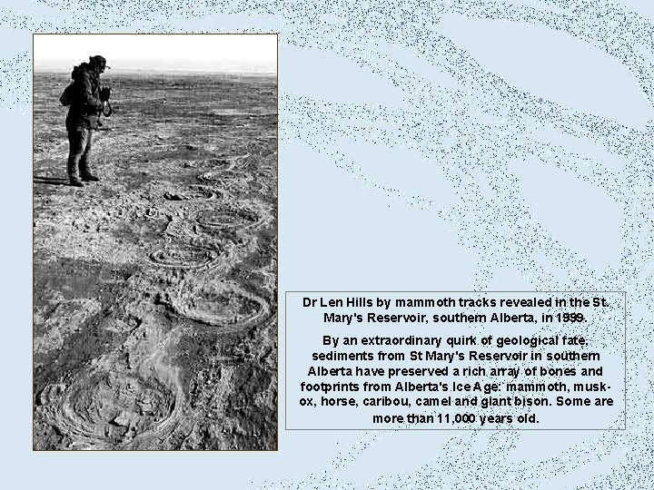 Dr Len Hills by mammoth tracks revealed in the St. Mary's Reservoir, southern Alberta,