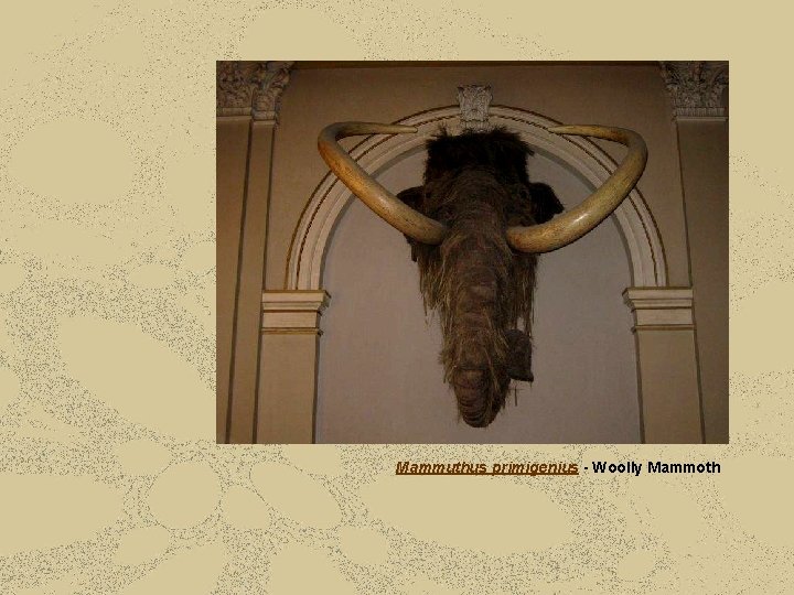 Mammuthus primigenius - Woolly Mammoth 