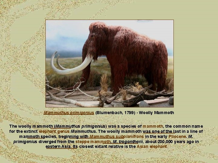 Mammuthus primigenius (Blumenbach, 1799) - Woolly Mammoth The woolly mammoth (Mammuthus primigenius) was a