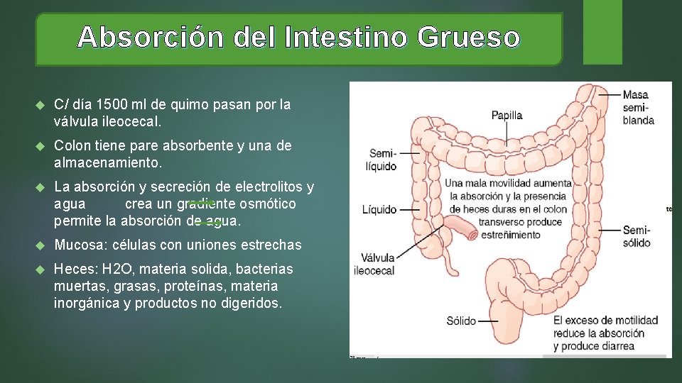 Absorción del Intestino Grueso C/ día 1500 ml de quimo pasan por la válvula