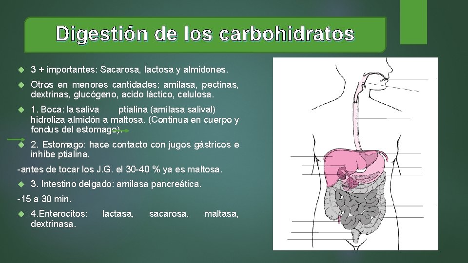 Digestión de los carbohidratos 3 + importantes: Sacarosa, lactosa y almidones. Otros en menores