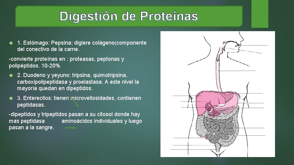 Digestión de Proteínas 1. Estómago: Pepsina; digiere colágeno(componente del conectivo de la carne. -convierte