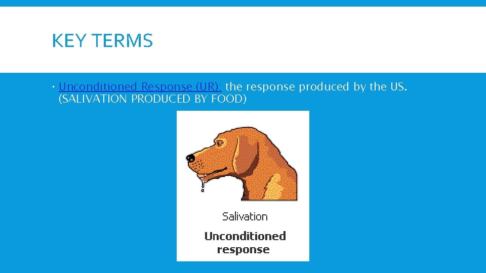 KEY TERMS Unconditioned Response (UR): the response produced by the US. (SALIVATION PRODUCED BY