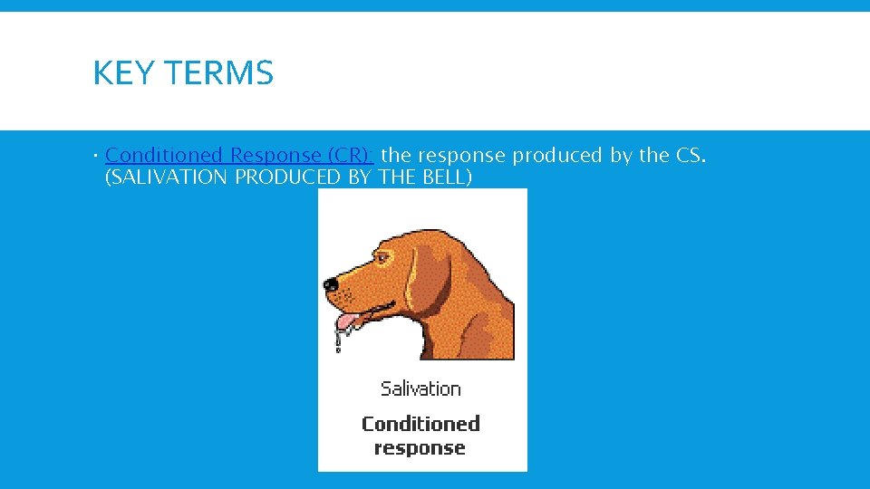 KEY TERMS Conditioned Response (CR): the response produced by the CS. (SALIVATION PRODUCED BY