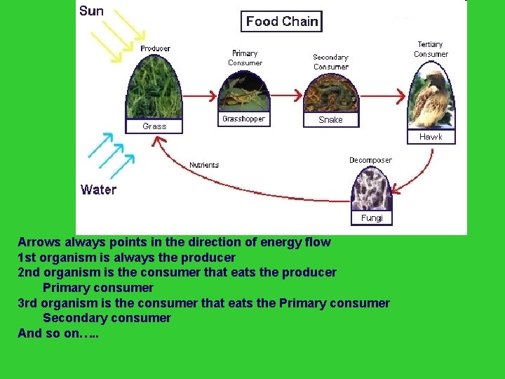 Arrows always points in the direction of energy flow 1 st organism is always