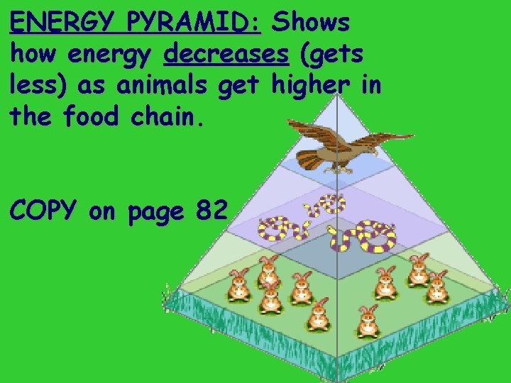 ENERGY PYRAMID: Shows how energy decreases (gets less) as animals get higher in the