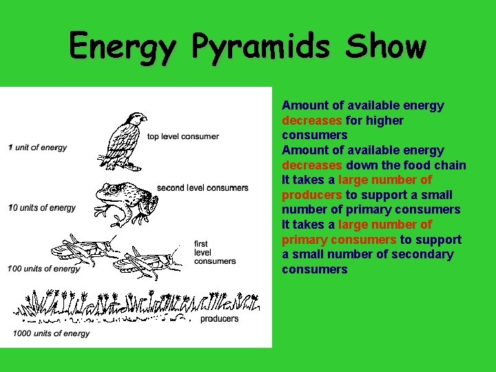 Energy Pyramids Show Amount of available energy decreases for higher consumers Amount of available