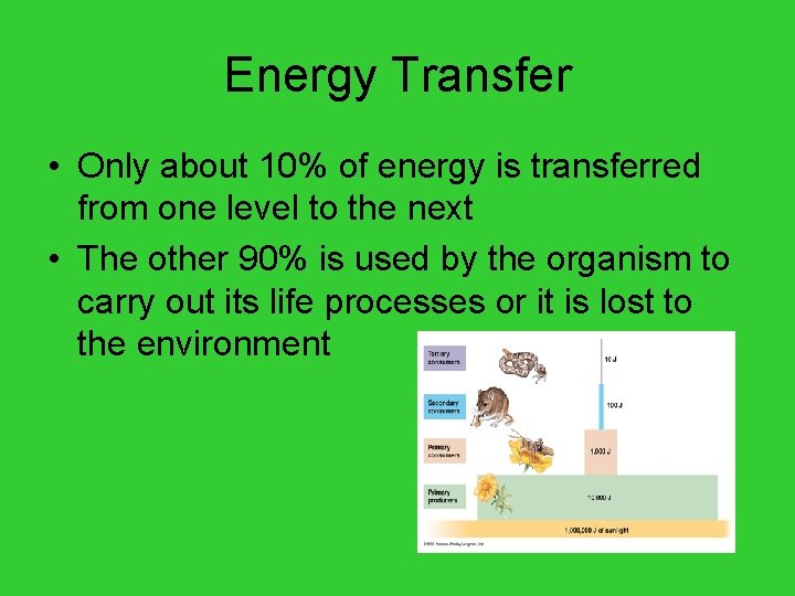 Energy Transfer • Only about 10% of energy is transferred from one level to