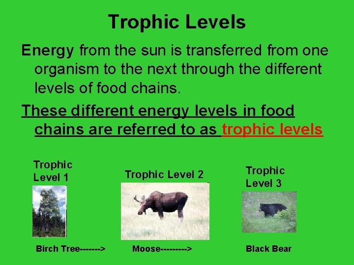 Trophic Levels Energy from the sun is transferred from one organism to the next