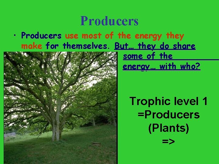 Producers • Producers use most of the energy they make for themselves. But… they