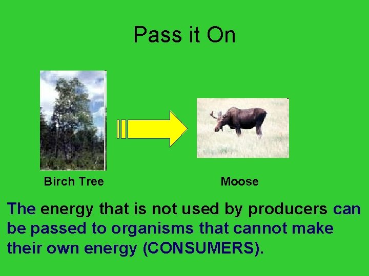 Pass it On Birch Tree Moose The energy that is not used by producers