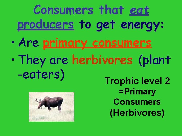 Consumers that eat producers to get energy: • Are primary consumers • They are