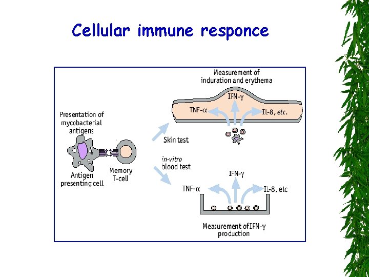 Cellular immune responce 