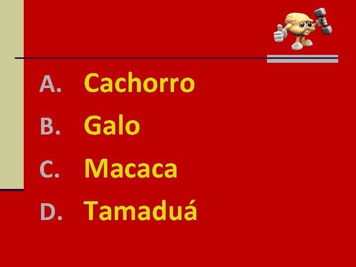 A. Cachorro B. Galo C. Macaca D. Tamaduá 