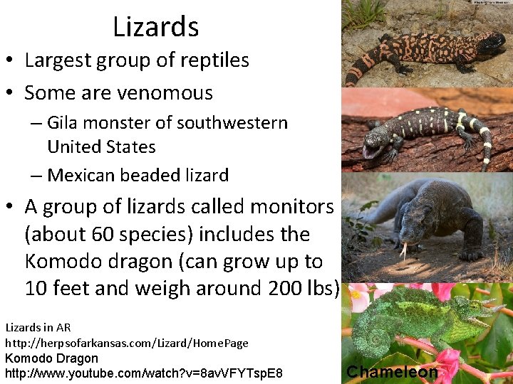 Lizards • Largest group of reptiles • Some are venomous – Gila monster of
