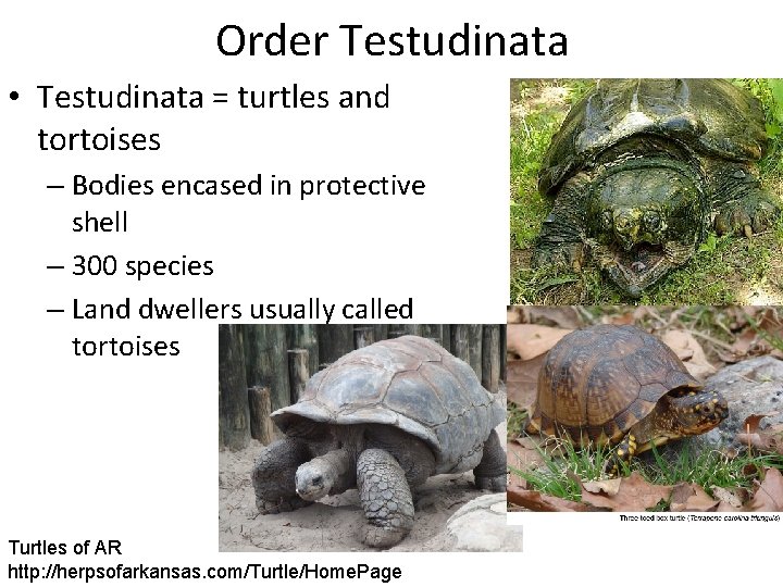 Order Testudinata • Testudinata = turtles and tortoises – Bodies encased in protective shell