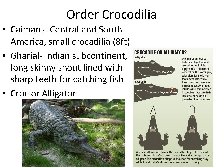Order Crocodilia • Caimans- Central and South America, small crocadilia (8 ft) • Gharial-