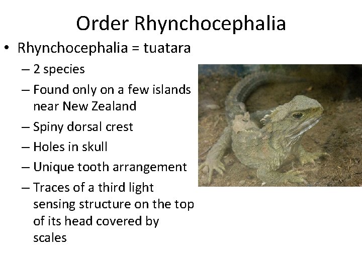 Order Rhynchocephalia • Rhynchocephalia = tuatara – 2 species – Found only on a