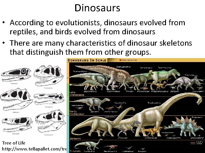 Dinosaurs • According to evolutionists, dinosaurs evolved from reptiles, and birds evolved from dinosaurs