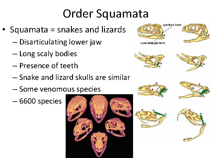 Order Squamata • Squamata = snakes and lizards – Disarticulating lower jaw – Long