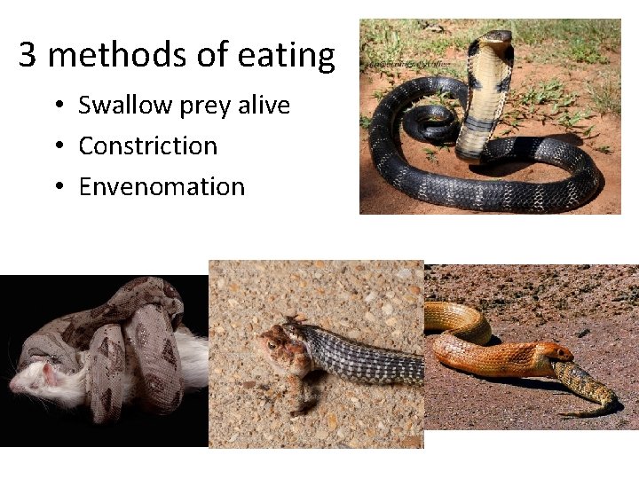 3 methods of eating • Swallow prey alive • Constriction • Envenomation 