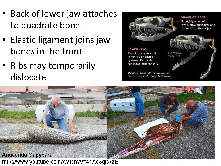  • Back of lower jaw attaches to quadrate bone • Elastic ligament joins