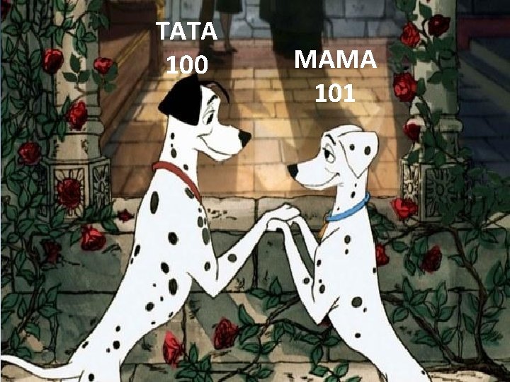 TATA 100 MAMA 101 