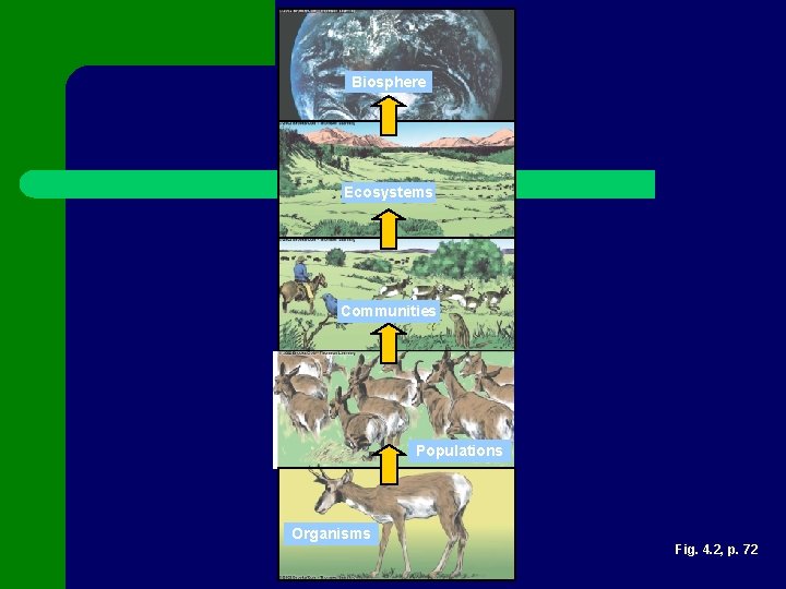 Biosphere Ecosystems Communities Populations Organisms Fig. 4. 2, p. 72 