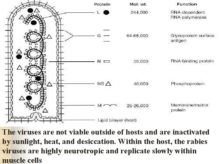 The viruses are not viable outside of hosts and are inactivated by sunlight, heat,