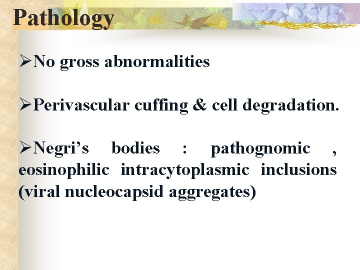 Pathology ØNo gross abnormalities ØPerivascular cuffing & cell degradation. ØNegri’s bodies : pathognomic ,
