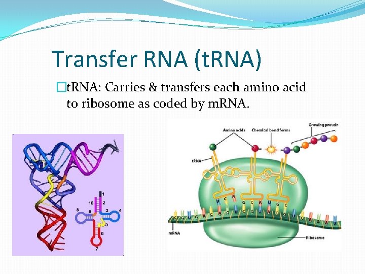 Transfer RNA (t. RNA) �t. RNA: Carries & transfers each amino acid to ribosome