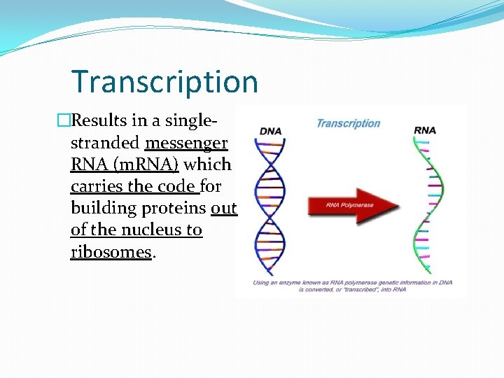 Transcription �Results in a singlestranded messenger RNA (m. RNA) which carries the code for