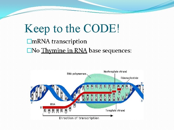 Keep to the CODE! �m. RNA transcription �No Thymine in RNA base sequences: 