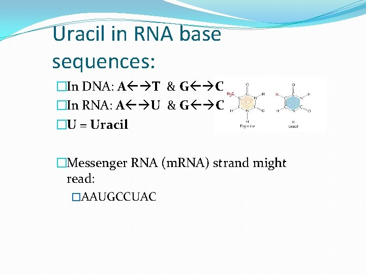 Uracil in RNA base sequences: �In DNA: A T & G C �In RNA: