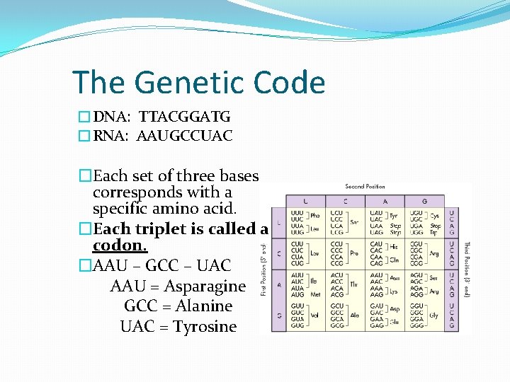 The Genetic Code �DNA: TTACGGATG �RNA: AAUGCCUAC �Each set of three bases corresponds with