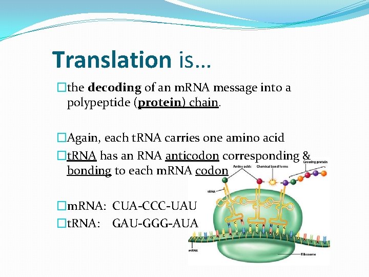 Translation is… �the decoding of an m. RNA message into a polypeptide (protein) chain.