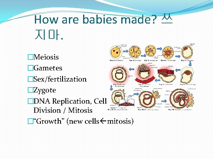 How are babies made? 쓰 지마. �Meiosis �Gametes �Sex/fertilization �Zygote �DNA Replication, Cell Division