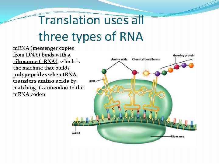 Translation uses all three types of RNA m. RNA (messenger copies from DNA) binds