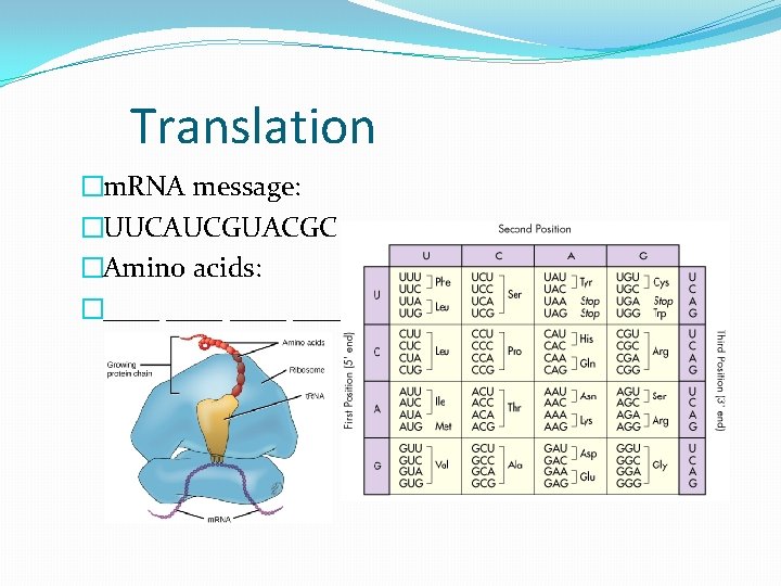 Translation �m. RNA message: �UUCAUCGUACGC �Amino acids: �____ 