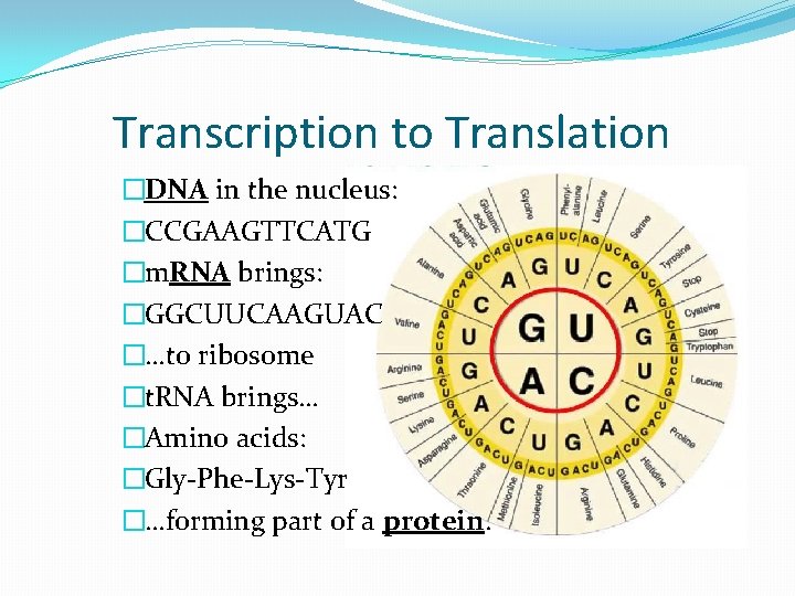 Transcription to Translation �DNA in the nucleus: �CCGAAGTTCATG �m. RNA brings: �GGCUUCAAGUAC �…to ribosome