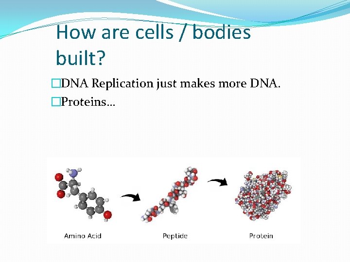 How are cells / bodies built? �DNA Replication just makes more DNA. �Proteins… 