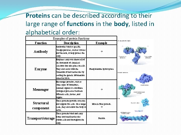 Proteins can be described according to their large range of functions in the body,