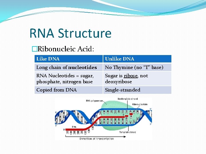 RNA Structure �Ribonucleic Acid: Like DNA Unlike DNA Long chain of nucleotides No Thymine
