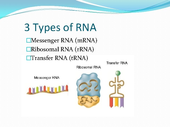 3 Types of RNA �Messenger RNA (m. RNA) �Ribosomal RNA (r. RNA) �Transfer RNA