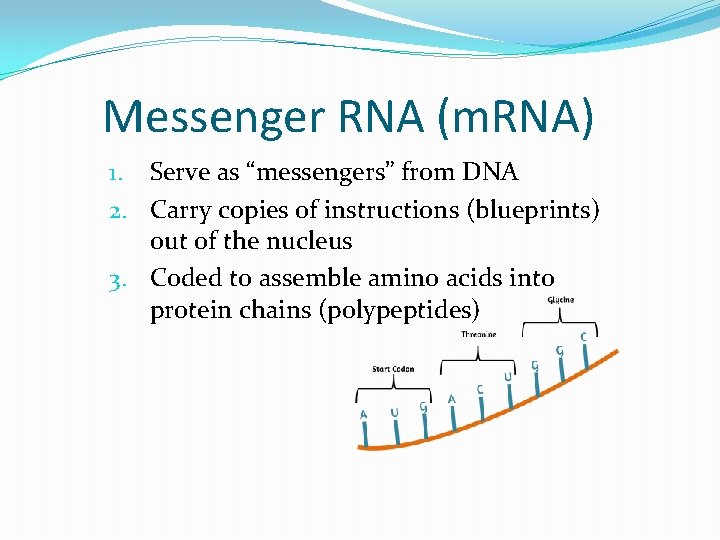 Messenger RNA (m. RNA) 1. Serve as “messengers” from DNA 2. Carry copies of
