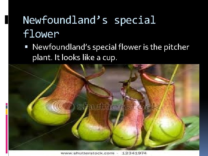 Newfoundland’s special flower is the pitcher plant. It looks like a cup. 