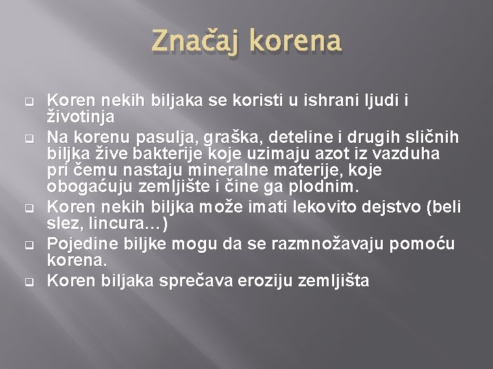 Značaj korena q q q Koren nekih biljaka se koristi u ishrani ljudi i