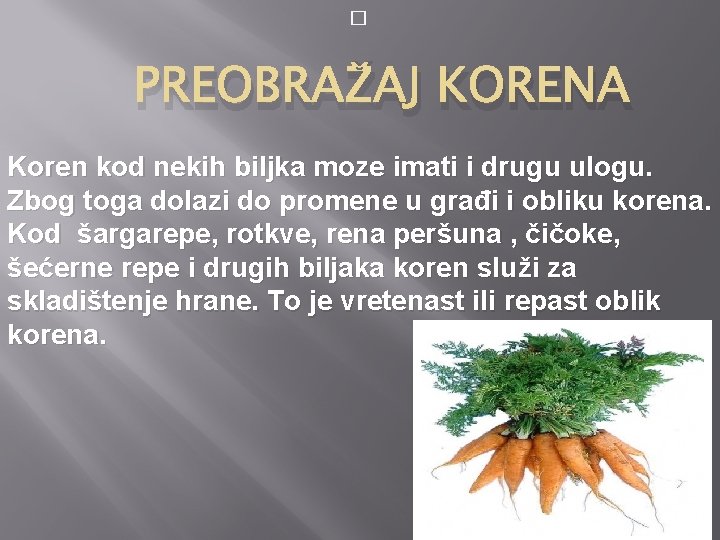 � PREOBRAŽAJ KORENA Koren kod nekih biljka moze imati i drugu ulogu. Zbog toga