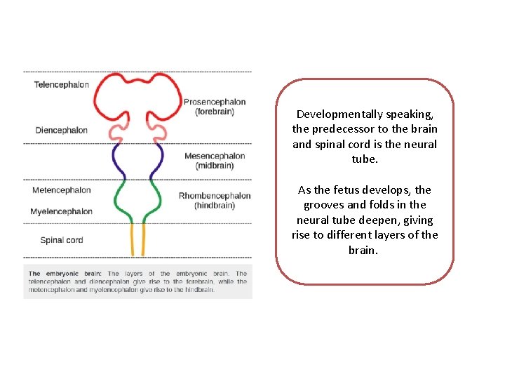 Developmentally speaking, the predecessor to the brain and spinal cord is the neural tube.